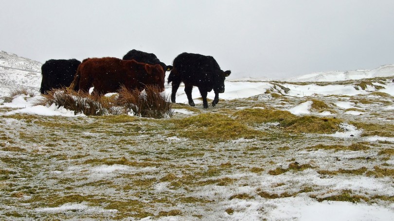 Na szlaku Fonlief Hir
