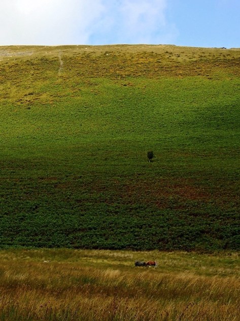 Zielona Pustynia Walijska