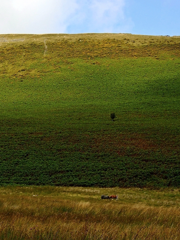 Zielona Pustynia Walijska