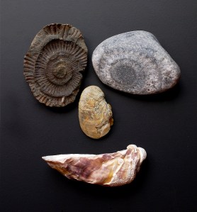 Skamieliny z Glamorgan Heritage Coast