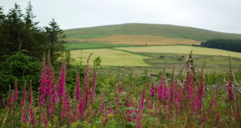 Mynydd Preseli