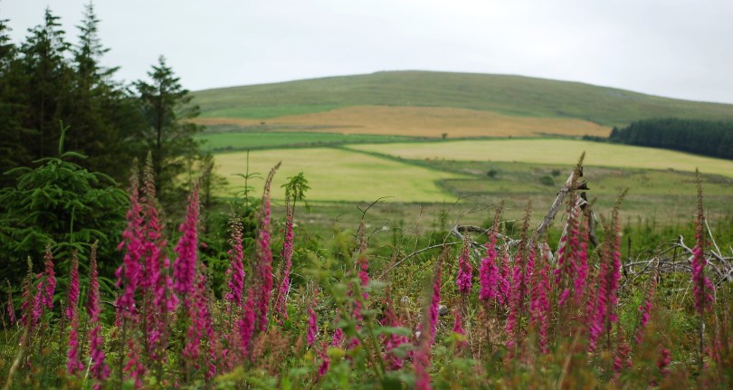 Mynydd Preseli