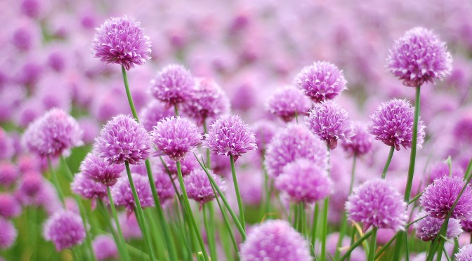 National Botanic Gardens of Wales