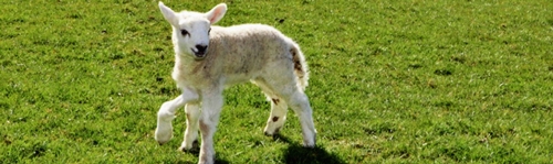 Oszukać przeznaczenie