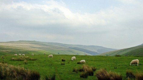 Owce z Grwyne Fawr