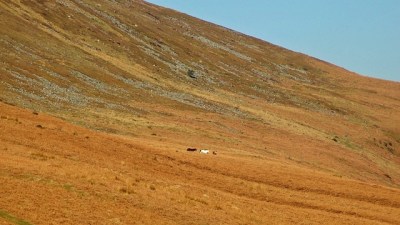 Dzikie konie na zboczach Pen Cerrig-Calch