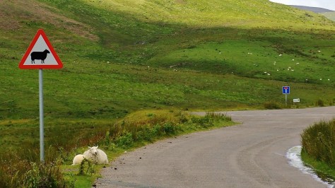 Dolina Claerwen - Uwaga na owce!