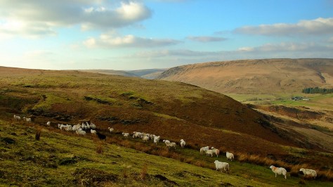 Na wzgórzach nad Doliną Claerwen