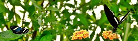 Wye Valley Butterfly Zoo