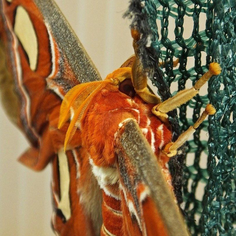 Wye Valley Butterfly Zoo