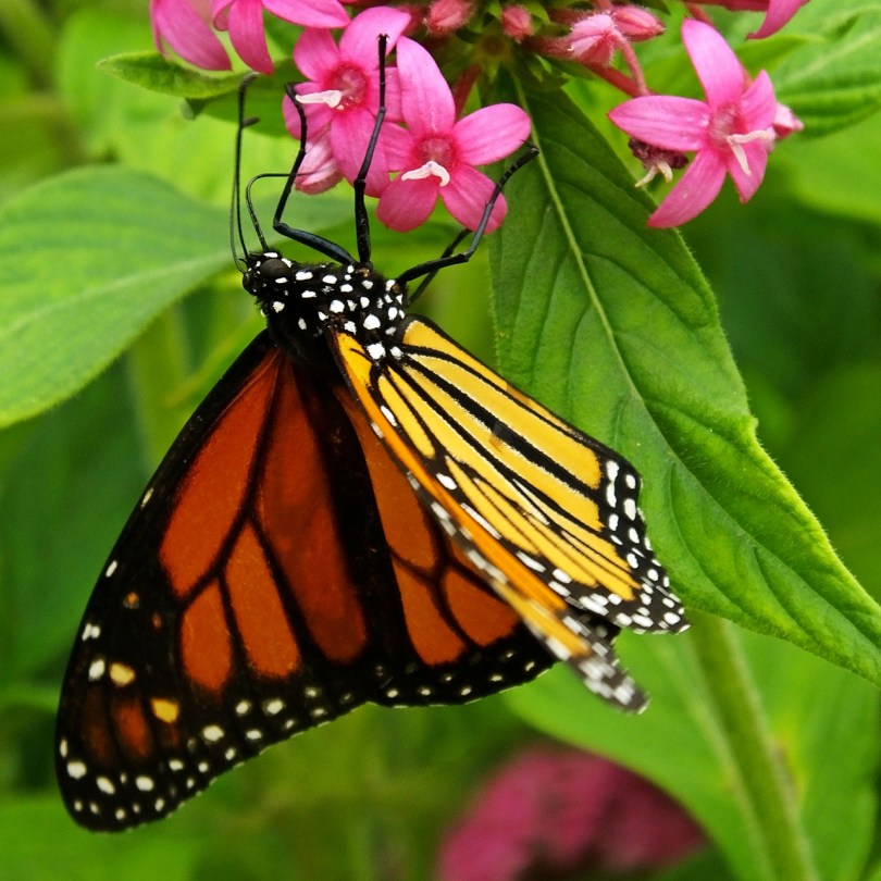 Wye Valley Butterfly Zoo