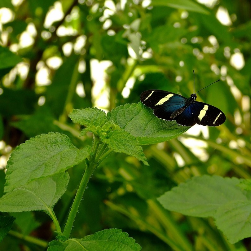 Wye Valley Butterfly Zoo