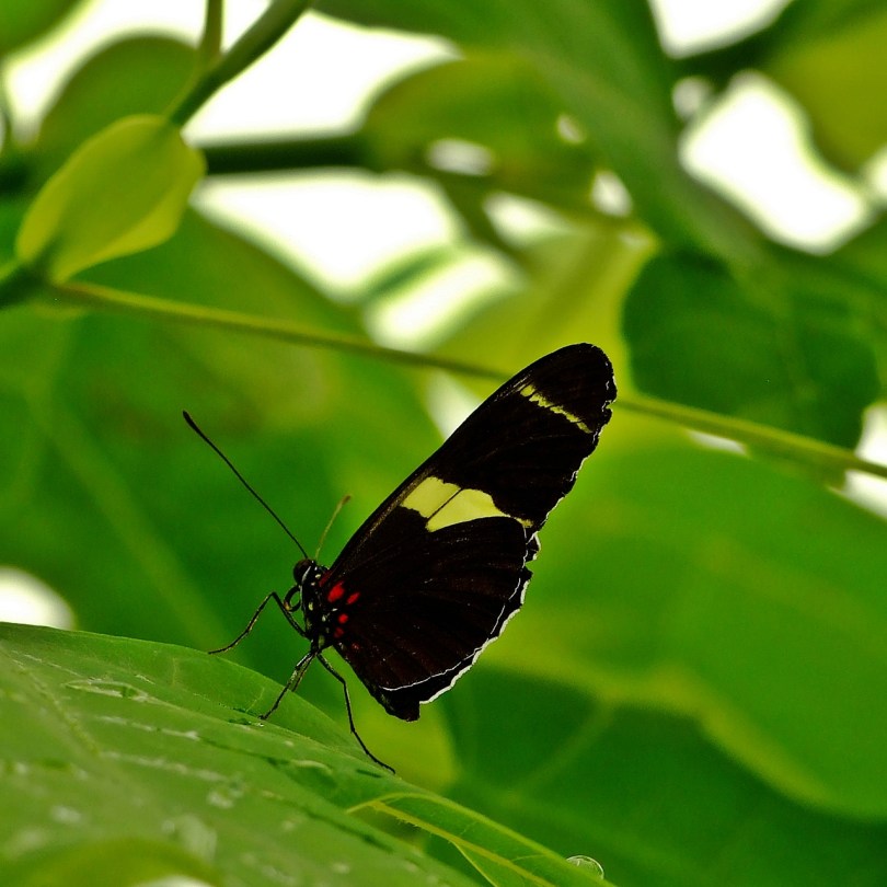 Wye Valley Butterfly Zoo