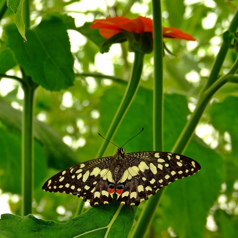 Wye Valley Butterfly Zoo