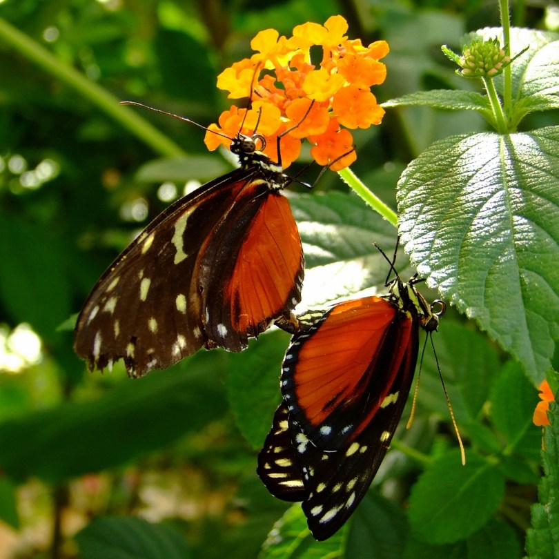 Wye Valley Butterfly Zoo