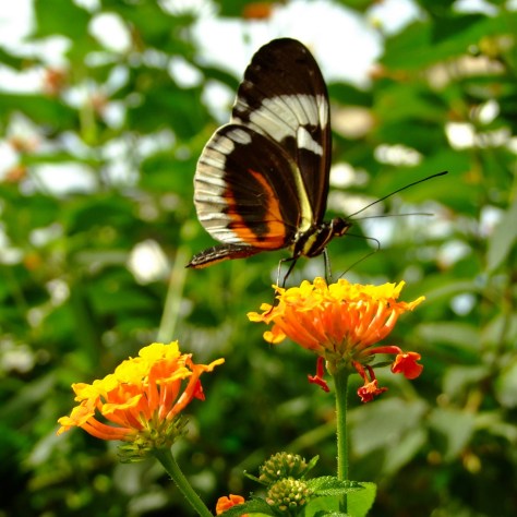 Wye Valley Butterfly Zoo