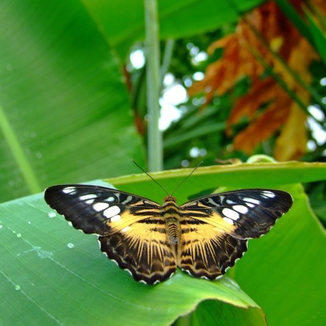 Wye Valley Butterfly Zoo
