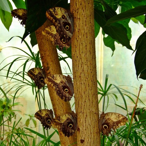 Wye Valley Butterfly Zoo