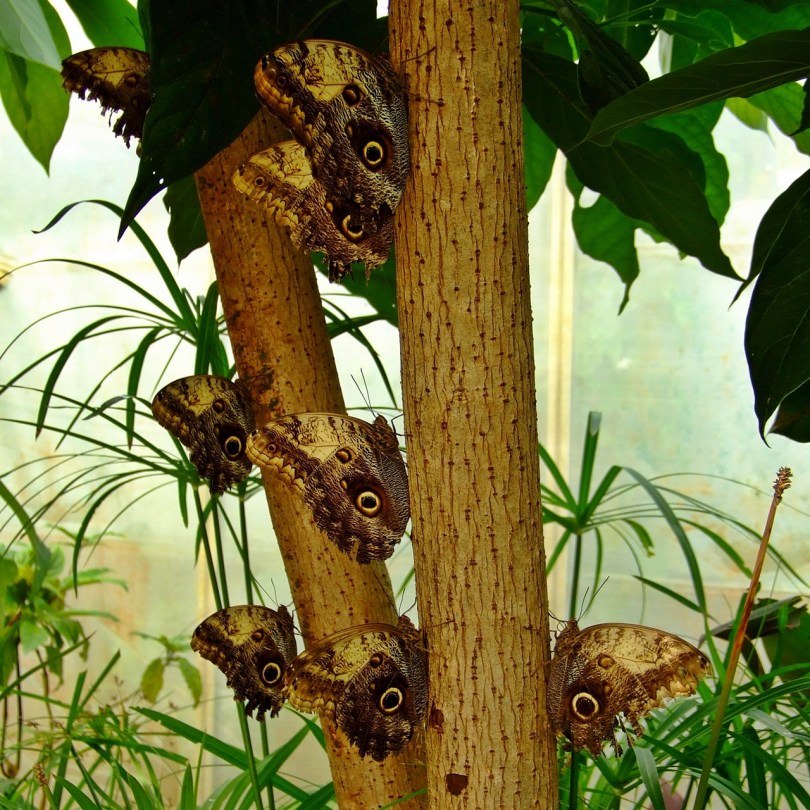 Wye Valley Butterfly Zoo