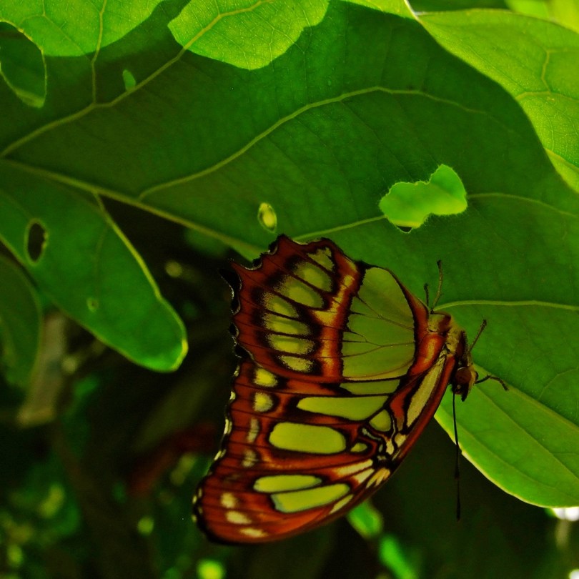 Wye Valley Butterfly Zoo