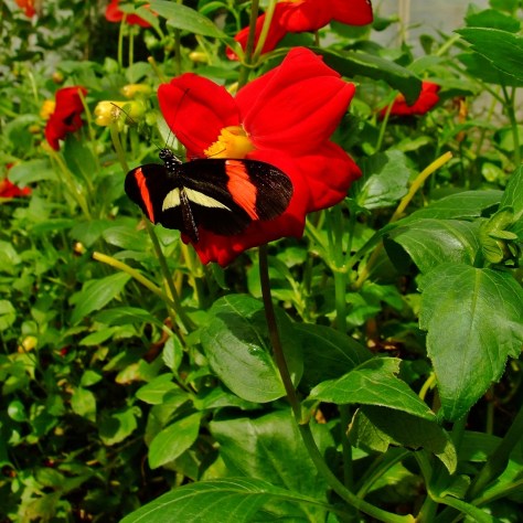 Wye Valley Butterfly Zoo