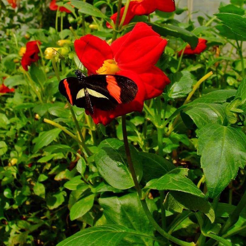Wye Valley Butterfly Zoo