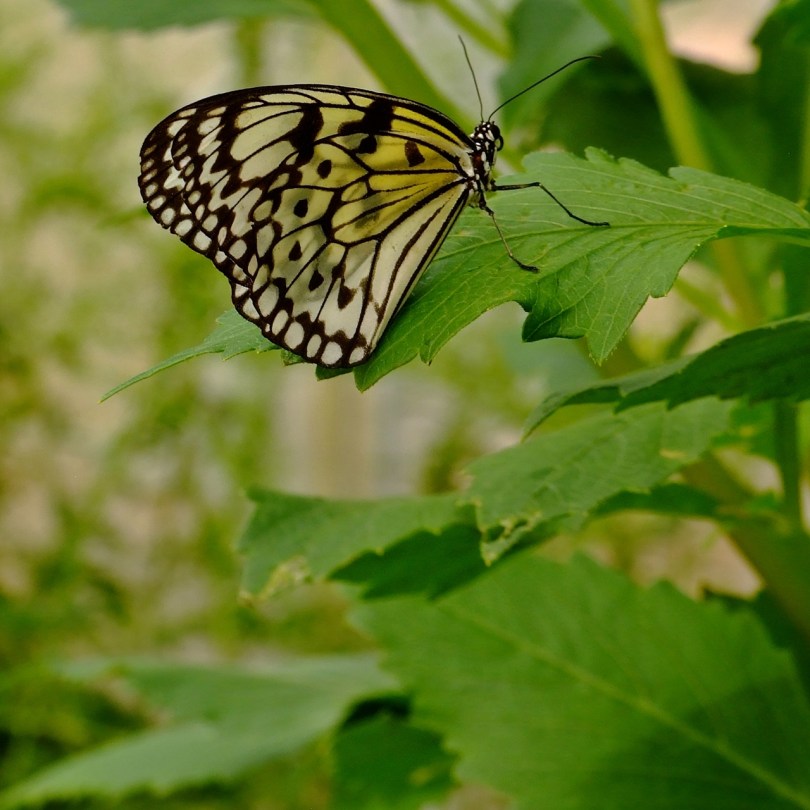 Wye Valley Butterfly Zoo
