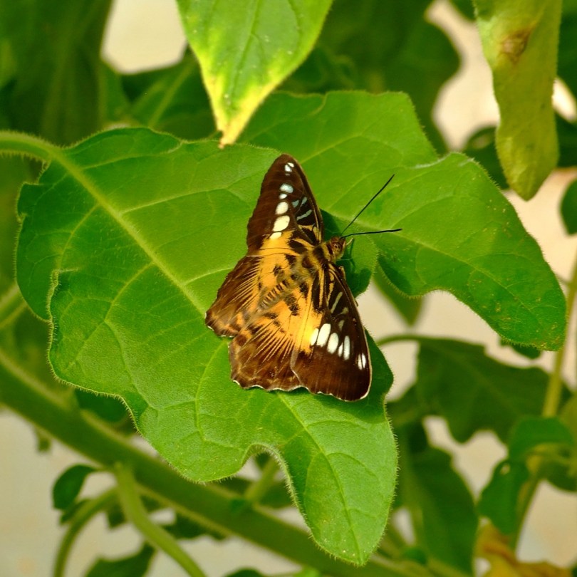 Wye Valley Butterfly Zoo