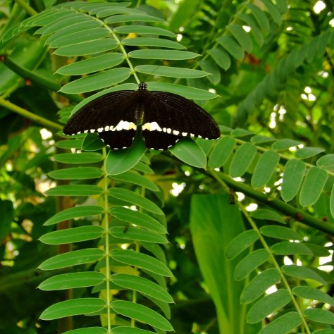 Wye Valley Butterfly Zoo