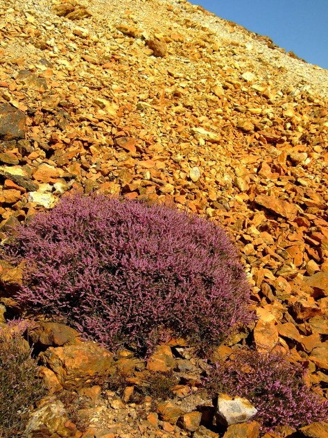 Wrzosy na Parys Mountain