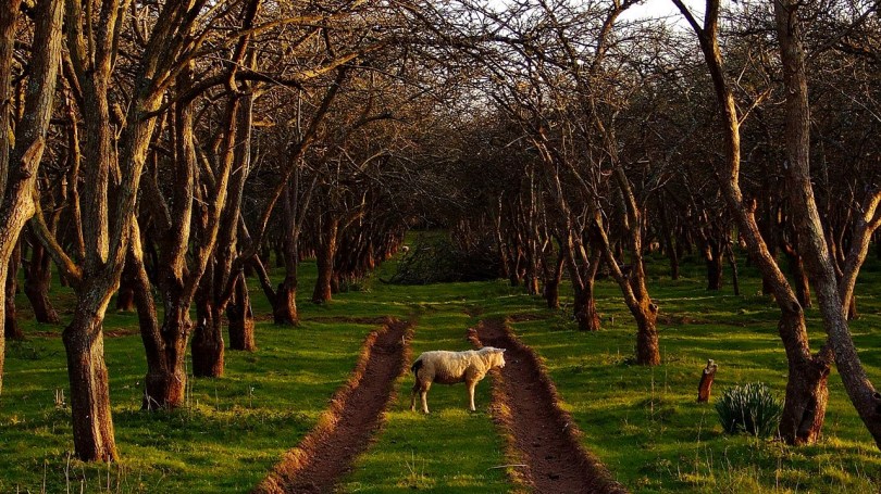 Sad jabłoni gdzieś pod miastem