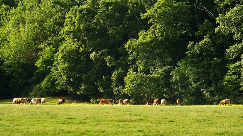 Krajobrazy podmiejskie...