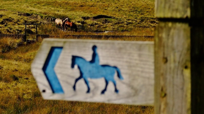 Na zboczach Gór Kambryjskich pasą się konie...