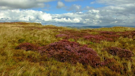 Wrzosowiska na płaskowyżu Penrhiw-wen