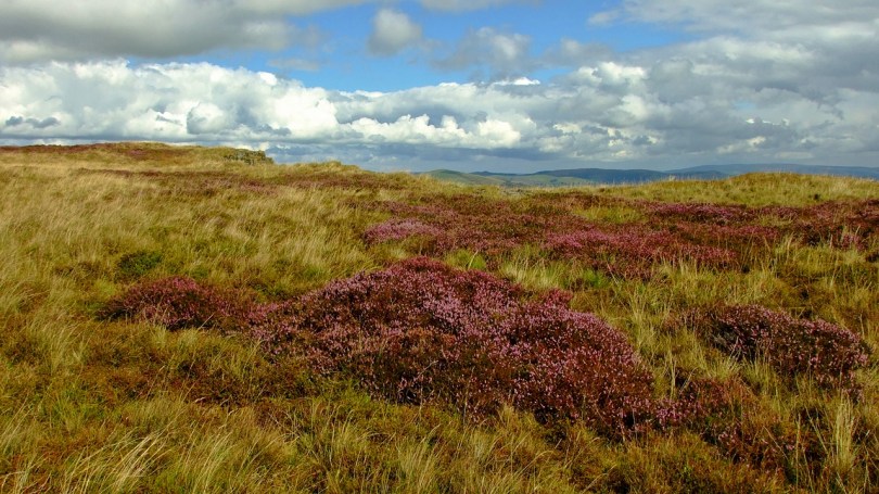 Wrzosowiska na płaskowyżu Penrhiw-wen