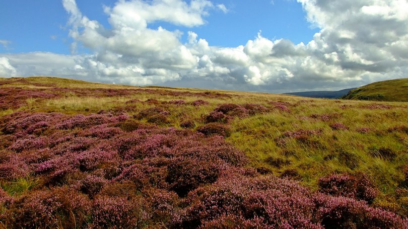 Wrzosowiska na płaskowyżu Penrhiw-wen